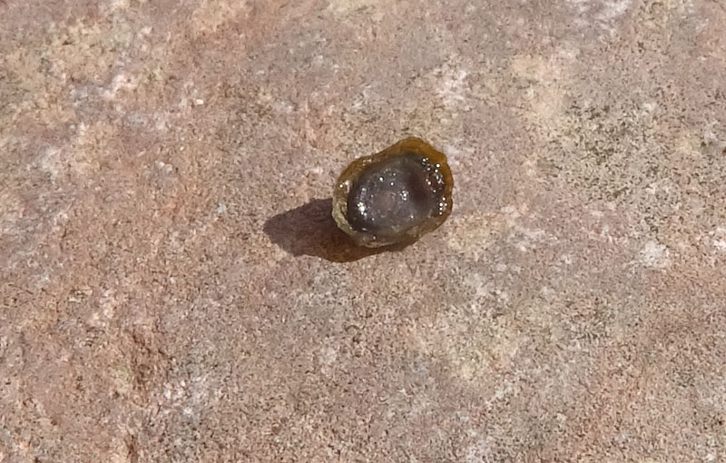 Ancylus fluviatilis (?) - Ancylidae